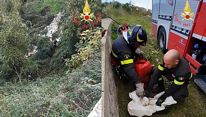 Cuccioli gettati in un dirupo nel Catanzarese: salvati e adottati