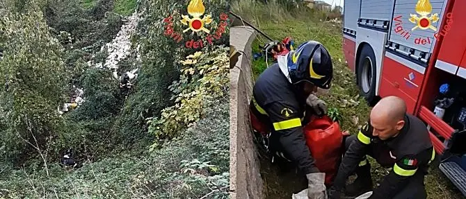 Cuccioli gettati in un dirupo nel Catanzarese: salvati e adottati