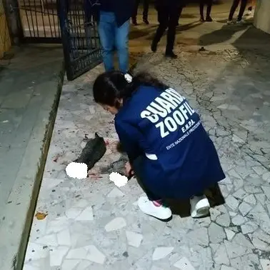 Orrore a Cosenza, gatti uccisi a bastonate in un condominio del centro