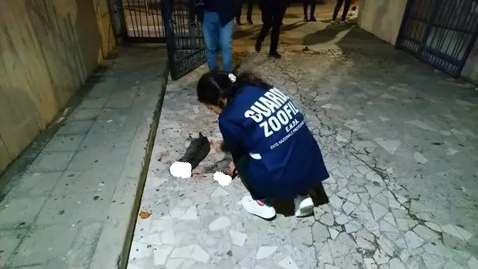 Orrore a Cosenza, gatti uccisi a bastonate in un condominio del centro