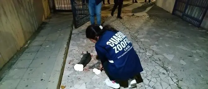 Orrore a Cosenza, gatti uccisi a bastonate in un condominio del centro