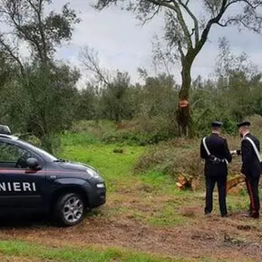 Alimenti privi di tracciabilità e vendita abusiva di petardi, sanzioni e sequestri in provincia di Reggio