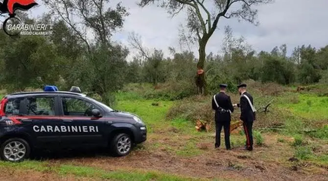 Alimenti privi di tracciabilità e vendita abusiva di petardi, sanzioni e sequestri in provincia di Reggio