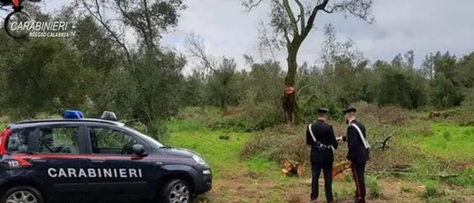 Alimenti privi di tracciabilità e vendita abusiva di petardi, sanzioni e sequestri in provincia di Reggio