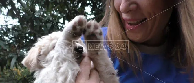 Lamezia, l’emergenza randagismo e l’opera dei volontari Oipa