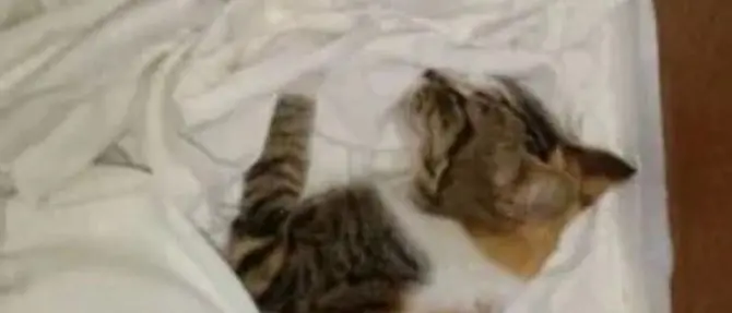 Gatto ucciso a bastonate, la furia del web sul colpevole. Ma è un omonimo