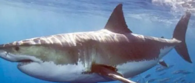 Le ricerche Unical sugli squali tornano in onda su Geo&Geo
