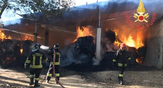 Incendio distrugge una stalla a Borgia, salvati gli animali