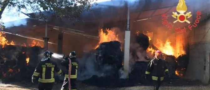 Incendio distrugge una stalla a Borgia, salvati gli animali