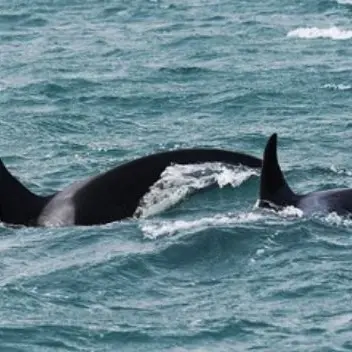 Le orche avvistate nei pressi di Scilla, biologi in fermento