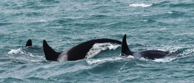 Le orche avvistate nei pressi di Scilla, biologi in fermento