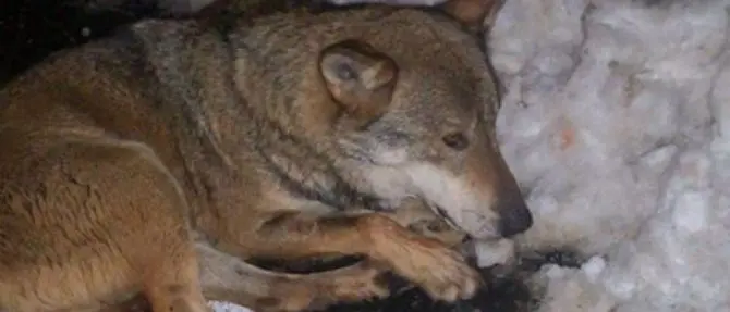 Soccorso un lupo della Sila ferito sulla 107: «Avventura indimenticabile»