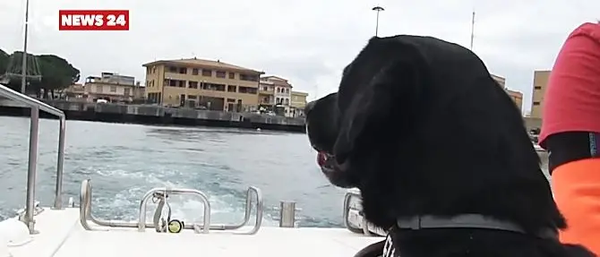 I cani da salvataggio si esercitano nelle acque di Vibo Marina: il video