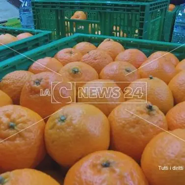 Le clementine di Calabria e Basilicata approdano nei grandi supermercati