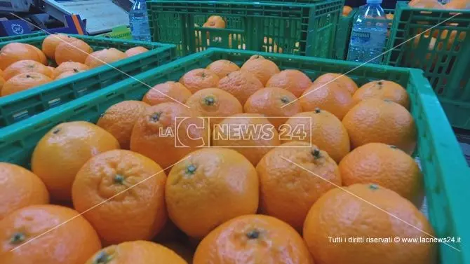 Le clementine di Calabria e Basilicata approdano nei grandi supermercati