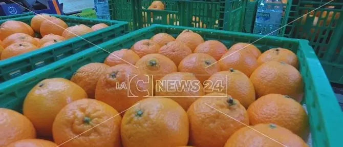 Le clementine di Calabria e Basilicata approdano nei grandi supermercati