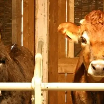 L’Epifania in Calabria, quando gli animali parlavano (male) dei padroni