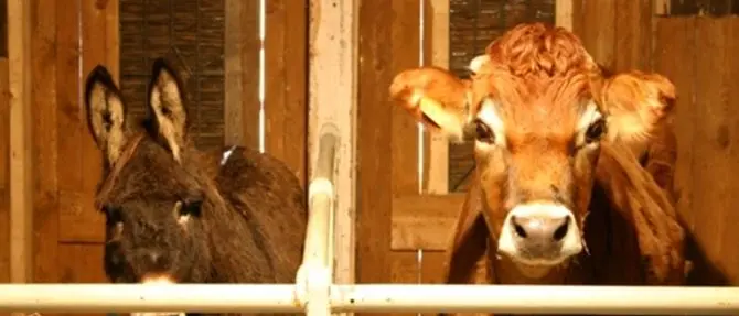 L’Epifania in Calabria, quando gli animali parlavano (male) dei padroni