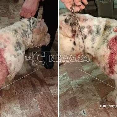 Rende, assessore comunale aggredito da due cani di grossa taglia