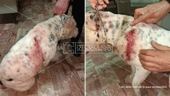 Rende, assessore comunale aggredito da due cani di grossa taglia