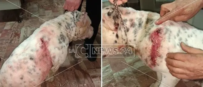 Rende, assessore comunale aggredito da due cani di grossa taglia