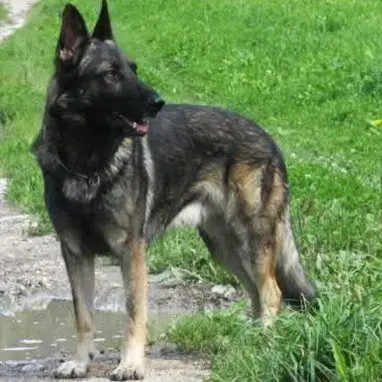 L'osso intelligente che monitora la salute dei cani vola a Las Vegas
