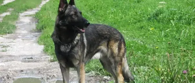 L'osso intelligente che monitora la salute dei cani vola a Las Vegas