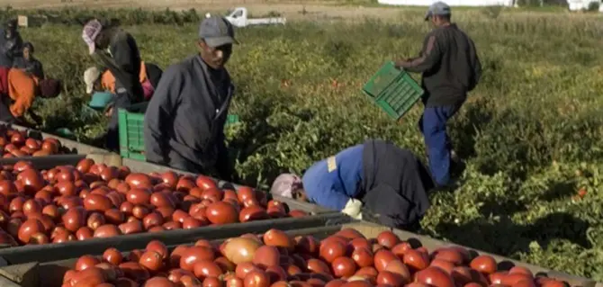 Migranti sfruttati nei campi per un euro a cassetta, 29 indagati nella piana di Gioia Tauro