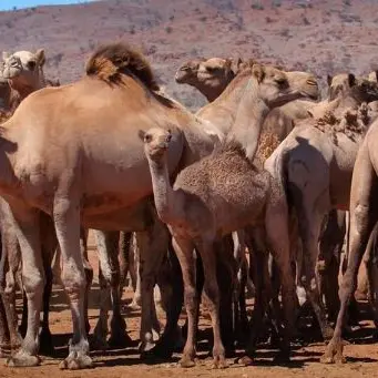 Roghi in Australia, 10mila cammelli verranno uccisi: «Bevono troppa acqua»