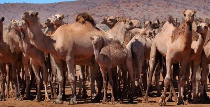 Roghi in Australia, 10mila cammelli verranno uccisi: «Bevono troppa acqua»