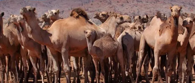 Roghi in Australia, 10mila cammelli verranno uccisi: «Bevono troppa acqua»