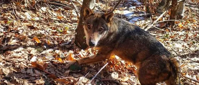 Il lupo ferito è guarito ed è ritornato in libertà in Sila
