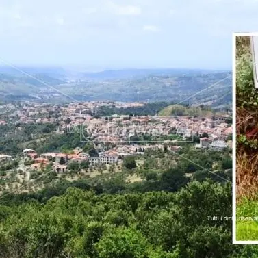 Lupo morto appeso a un cartello stradale, orrore a Marcellinara