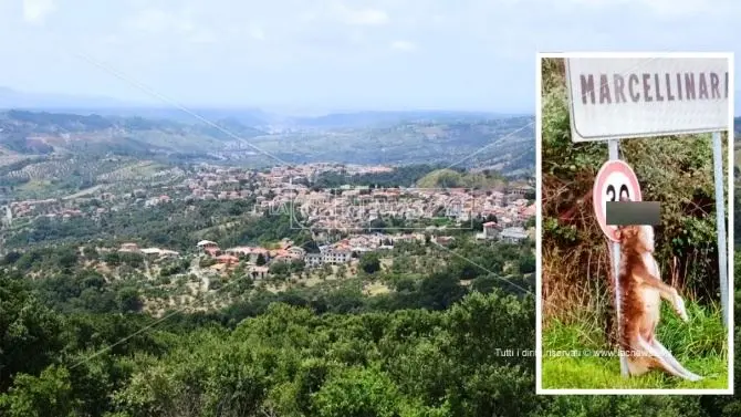 Lupo morto appeso a un cartello stradale, orrore a Marcellinara