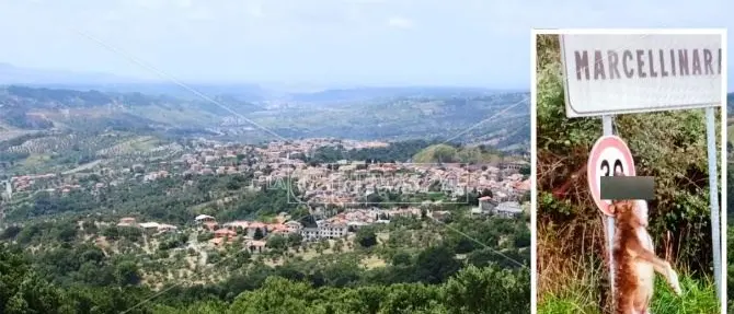 Lupo morto appeso a un cartello stradale, orrore a Marcellinara