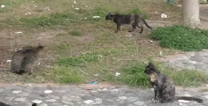 Lamezia, gatti randagi torturati o uccisi ma nessun luogo per accoglierli