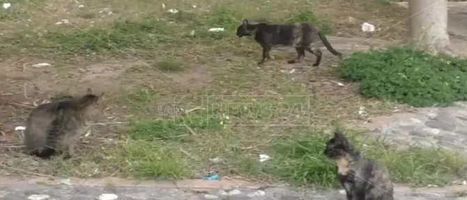 Lamezia, gatti randagi torturati o uccisi ma nessun luogo per accoglierli