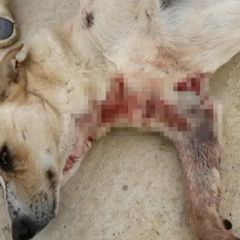 Lamezia, cane ferito da cacciatore rischia l'amputazione di una zampa