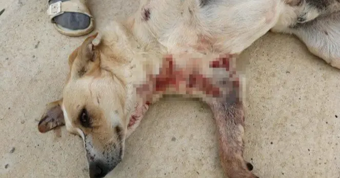 Lamezia, cane ferito da cacciatore rischia l'amputazione di una zampa