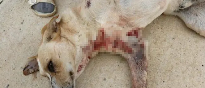 Lamezia, cane ferito da cacciatore rischia l'amputazione di una zampa