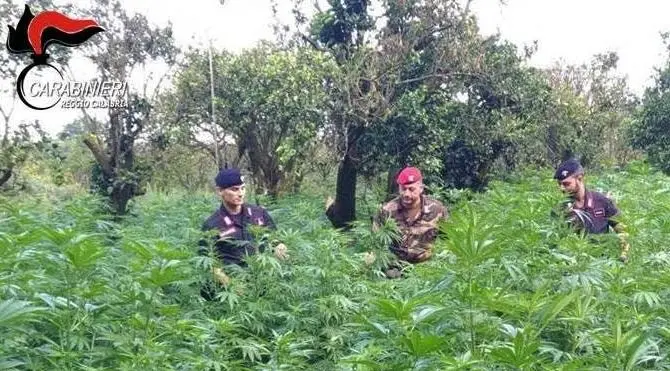 Piantagione di marijuana a Canolo, arrestati padre e figlio