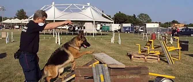 Terremoto ad Amatrice: è morta Laga, il cane eroe che scavò tra le macerie