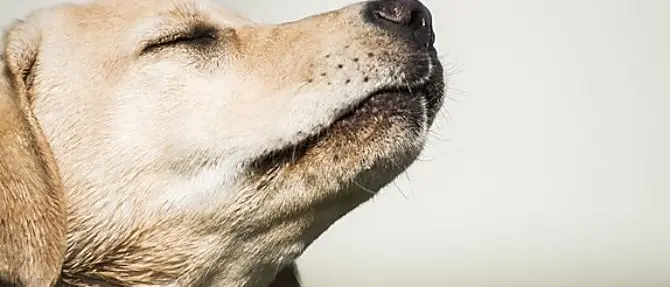 Feroleto Antico, benedizione degli animali per la festa di sant’Antonio abate