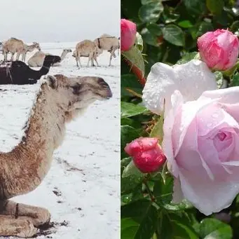 Neve nel deserto d'Arabia e giardini in fiore a Londra: il pazzo inverno 2020