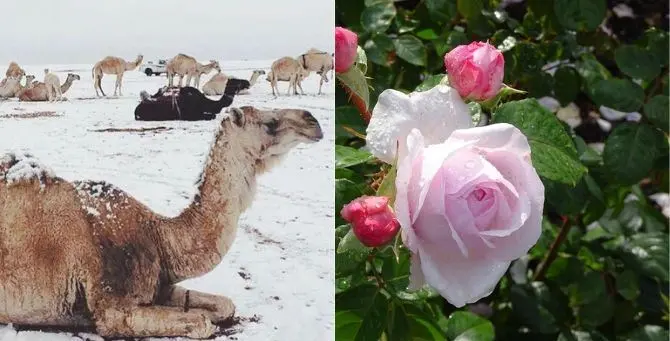 Neve nel deserto d'Arabia e giardini in fiore a Londra: il pazzo inverno 2020