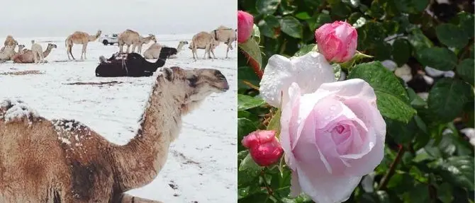 Neve nel deserto d'Arabia e giardini in fiore a Londra: il pazzo inverno 2020