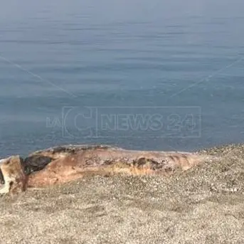 Cetaceo spiaggiato e rischi sanitari: è allarme a Vibo Marina