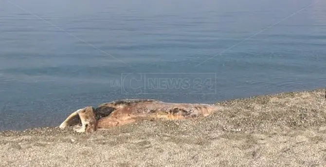 Cetaceo spiaggiato e rischi sanitari: è allarme a Vibo Marina