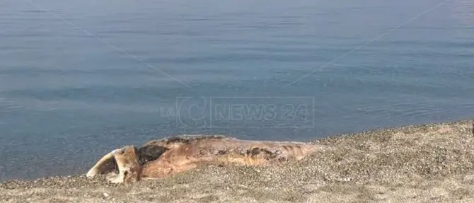 Cetaceo spiaggiato e rischi sanitari: è allarme a Vibo Marina