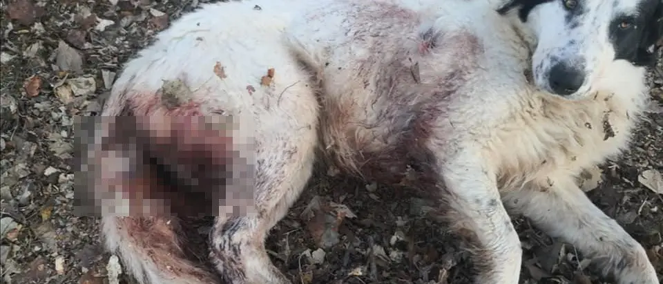 Fucilate contro un cane, altro grave caso a Lamezia